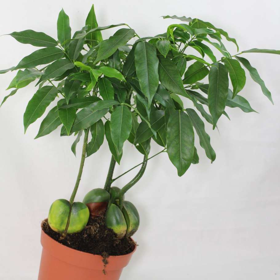 Mold. Campagne Marron (шт.)