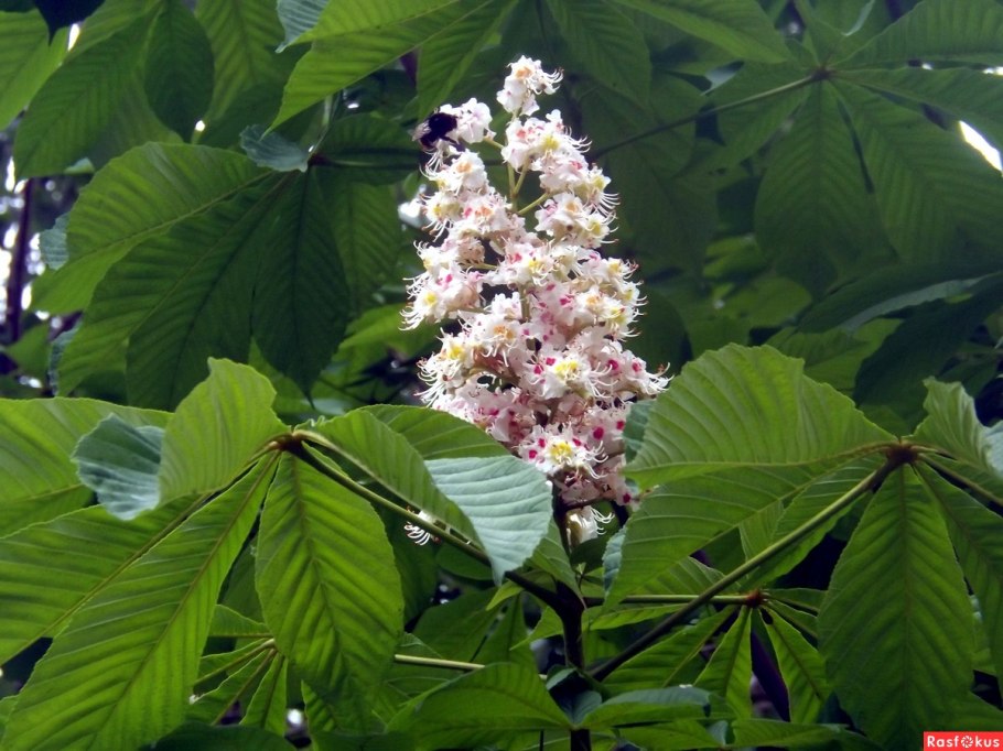 Пахира переплетенная