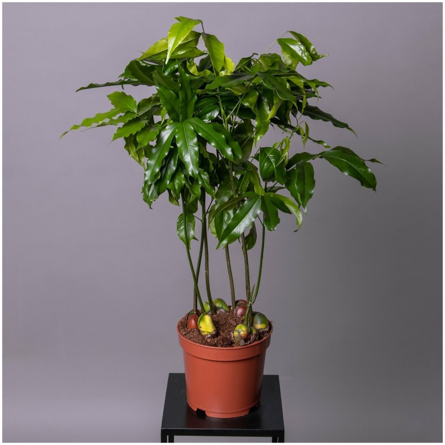 Клен ясенелистный на белом фоне