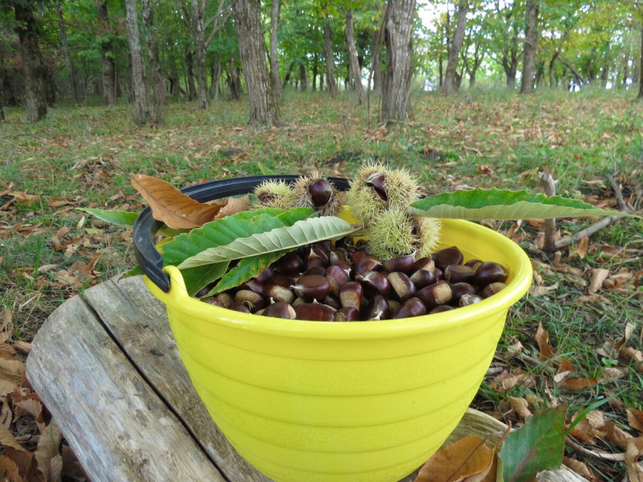 Растение в горшке на белом фоне
