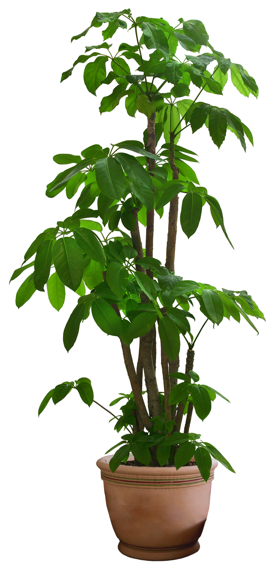 Каштан конский Пленифлора