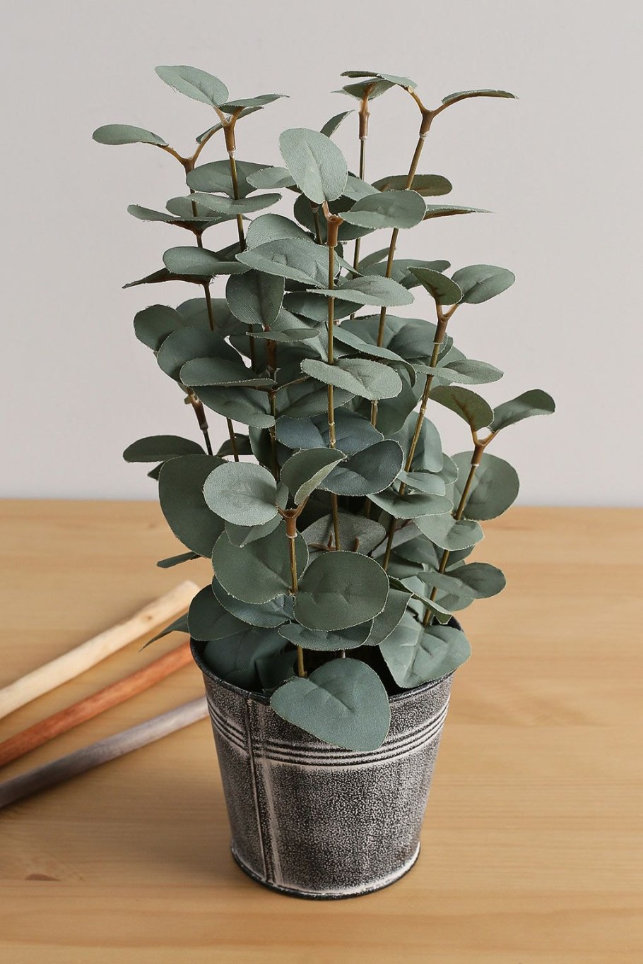 Эвкалипт камеденосный