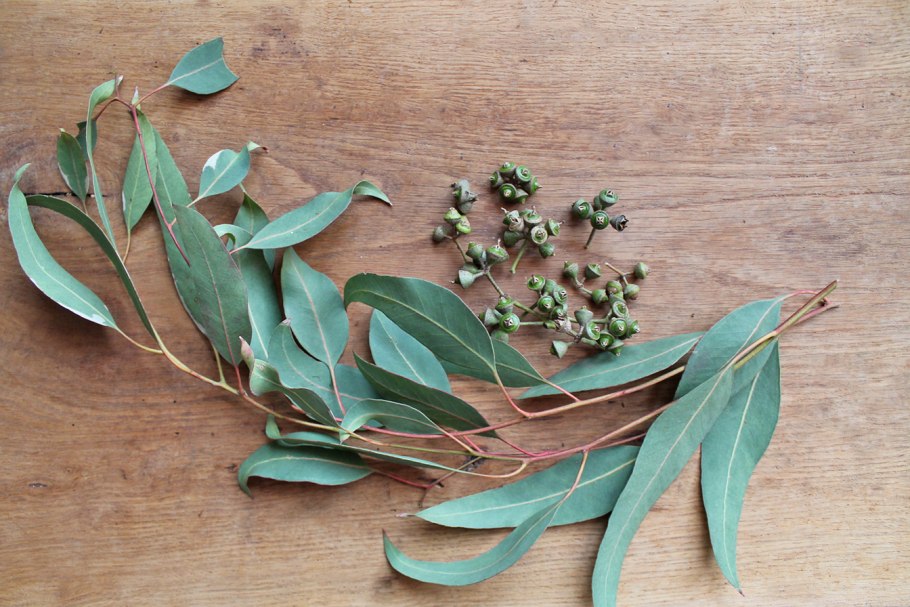 Eucalyptus Гунни