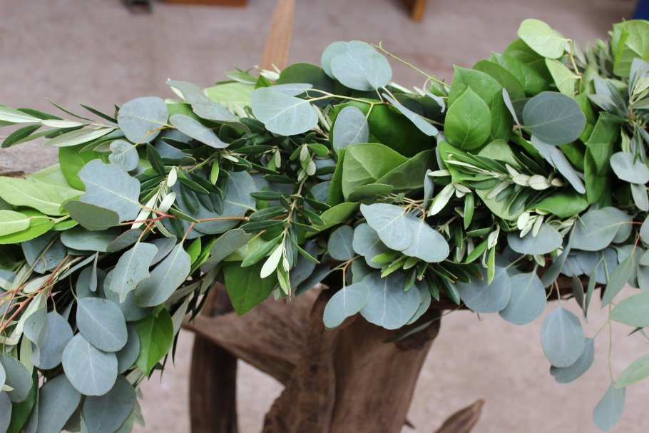 Эвкалипт цветение