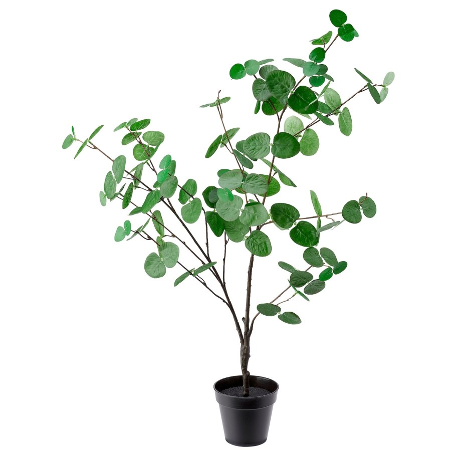 Эвкалипт иволистный