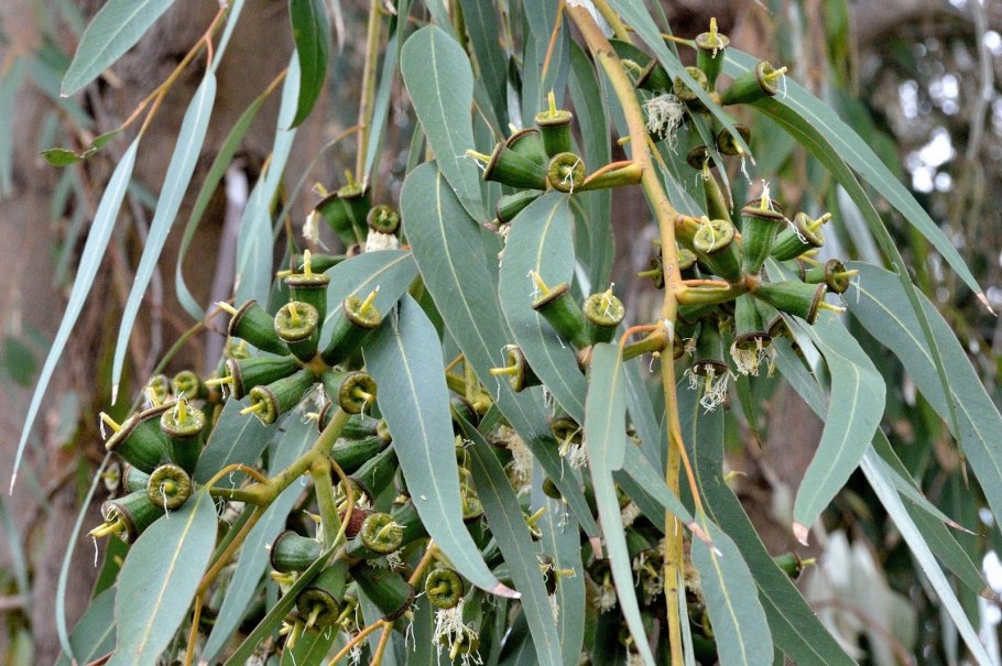 Эвкалипт круглолистный