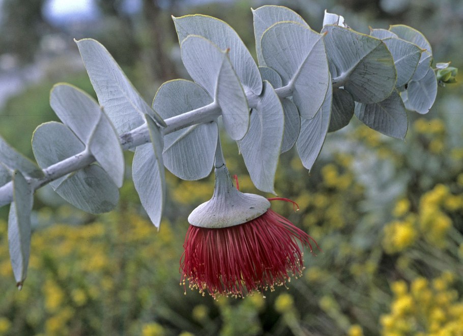 Eucalyptus staigeriana