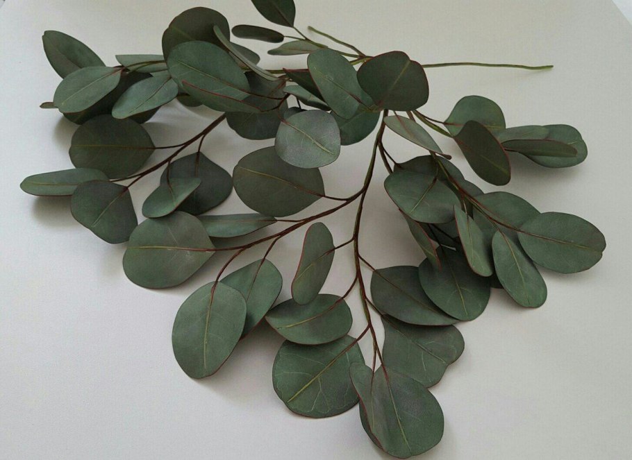 Эвкалипт Австралия