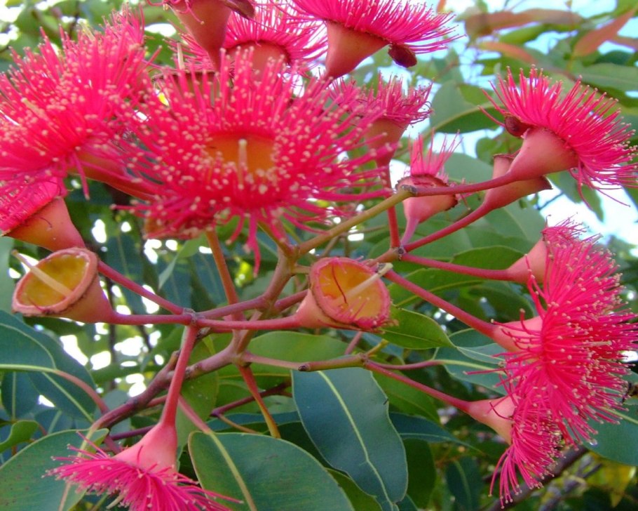 Эвкалиптовые леса Австралии