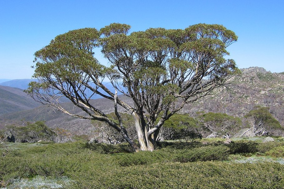 Эвкалипт иволистный дерево