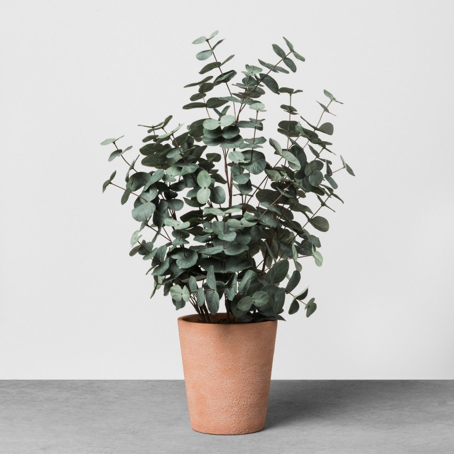 Эвкалипт Гунни комнатный