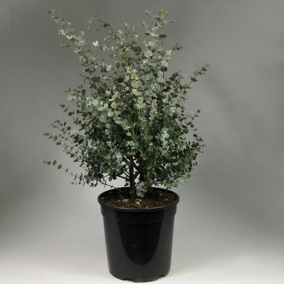 Эвкалипт манноносный