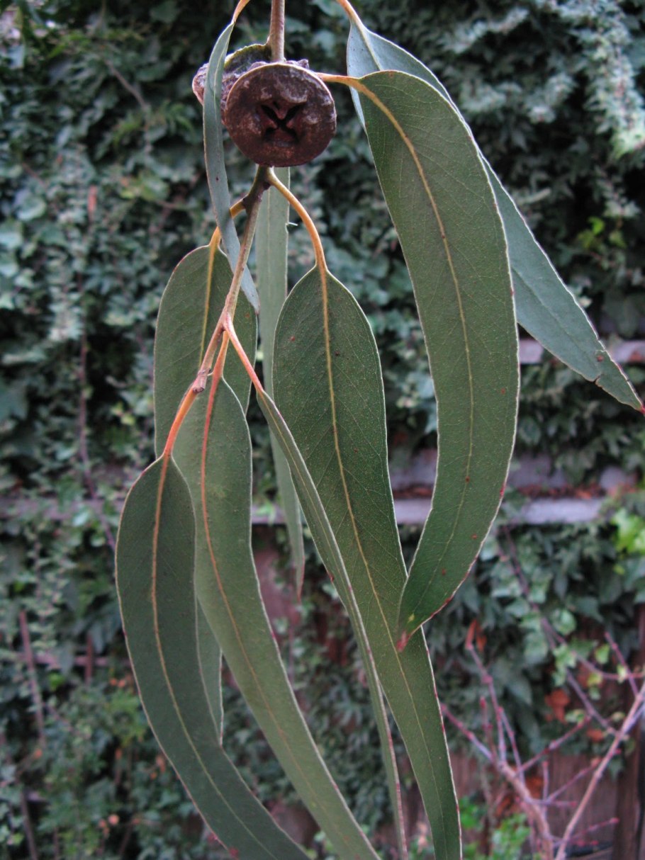 Eucalyptus rhodantha