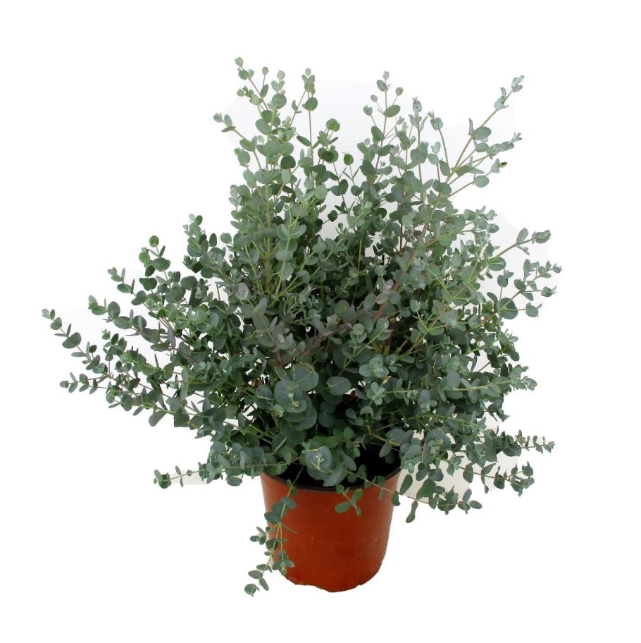 Эвкалипт цветение