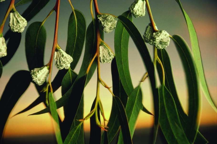 Eucalyptus gummifera