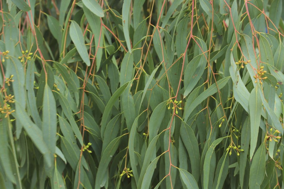 Эвкалипт иволистный