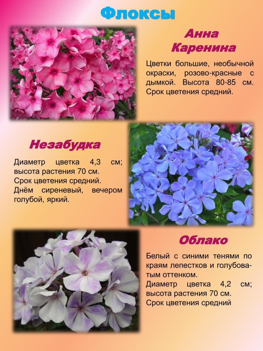 Цветок Флокс описание