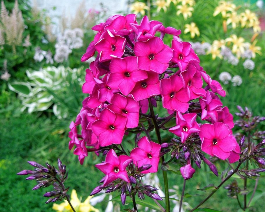 Флокс метельчатый (сорт 'Orchid Yellow')