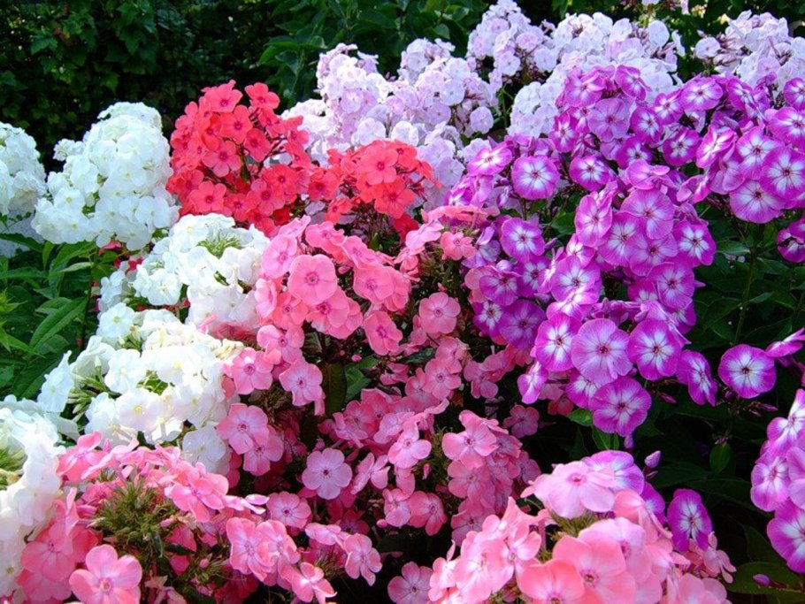 Флоксы махровые многолетние