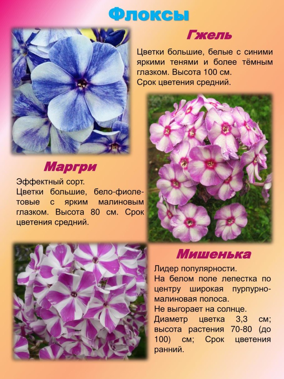Флокс метельчатый батик