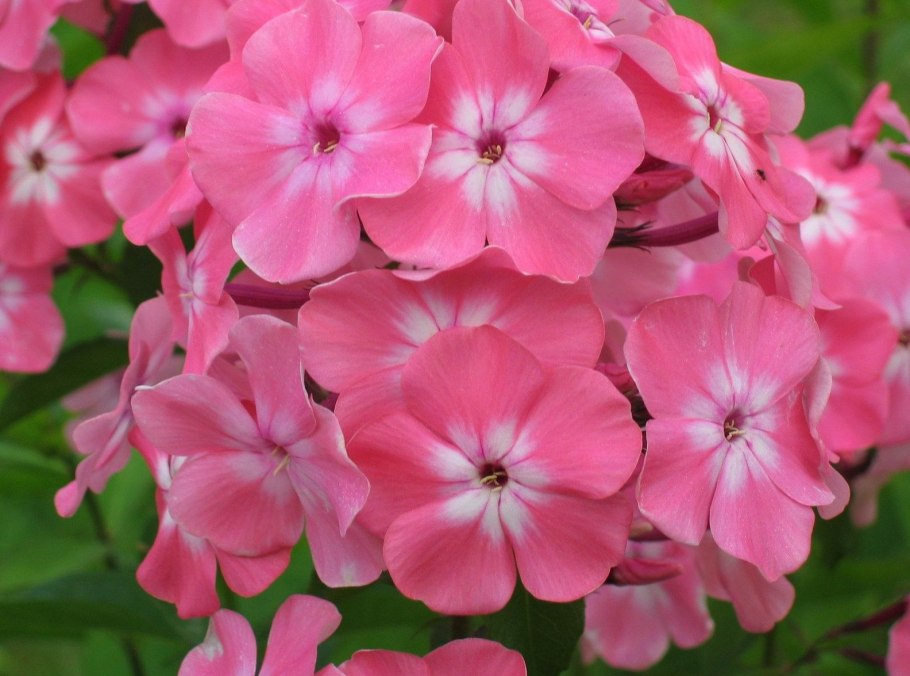 Флокс Сесиль Ханбери