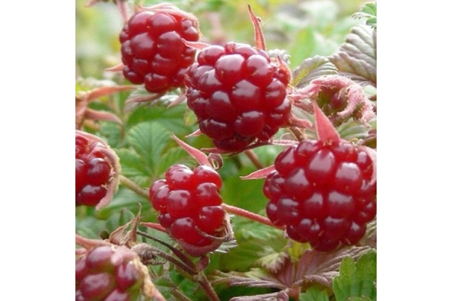 Съедобные растения Сибири