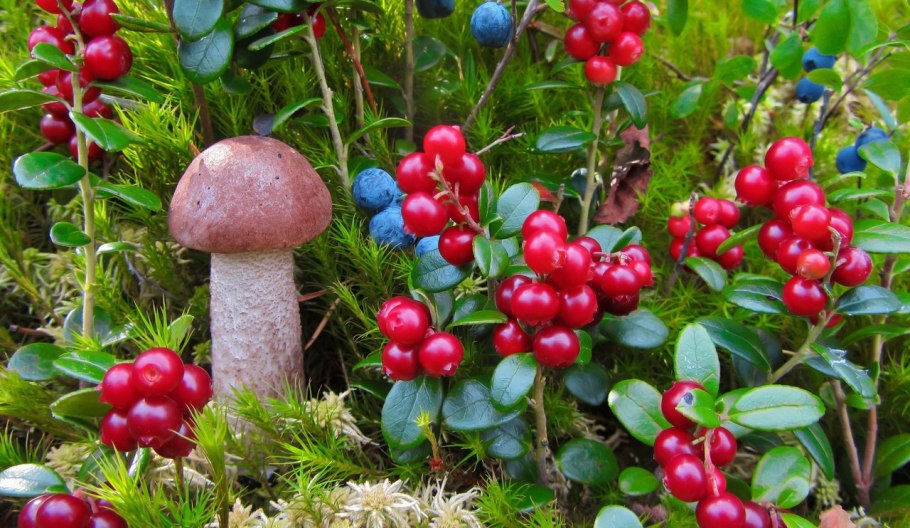 Лесная ягода гонобобель