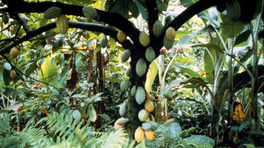 Какао дерево в джунглях