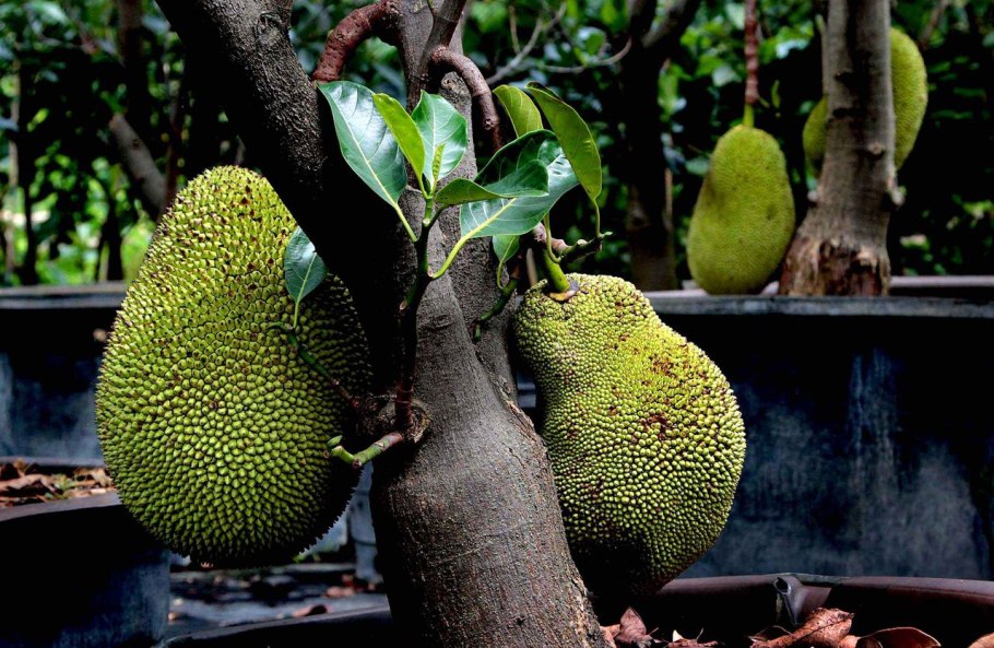 Северный Блэк джекфрут