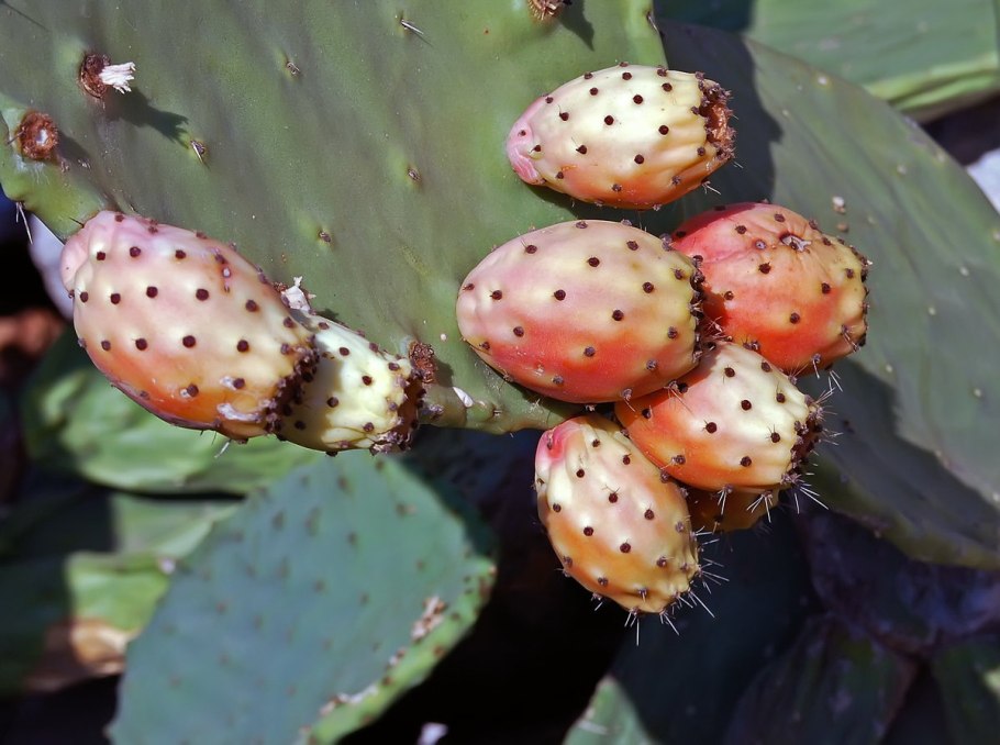 Опунция Кактус съедобные плоды