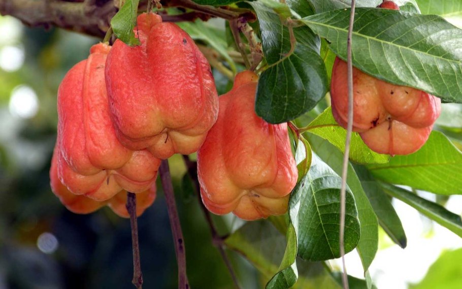 Тропические деревья с плодами