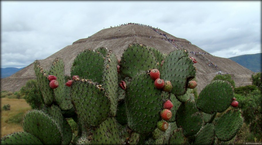 Опунция Флора Южной Америки
