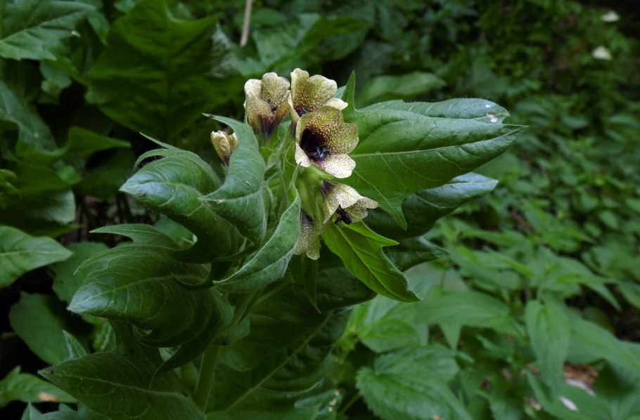 Жимолость Лесная ареал