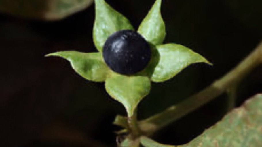 Белена черная (Hyoscýamus Níger)