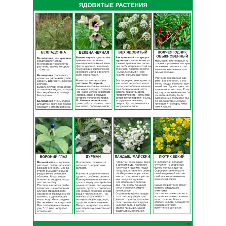 Кавказский биосферный заповедник Флора