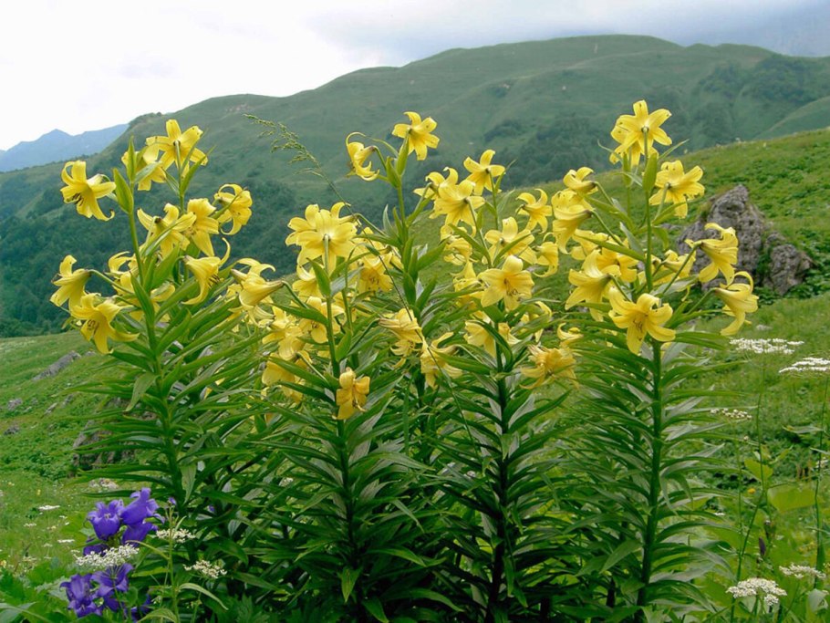Травянистые растения Адыгеи