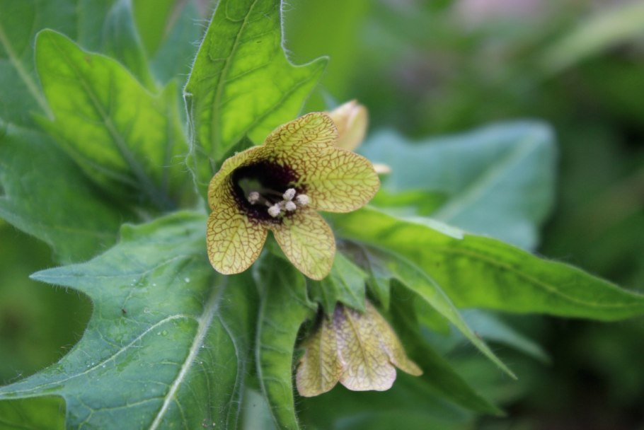 Ядовитый цветок белена