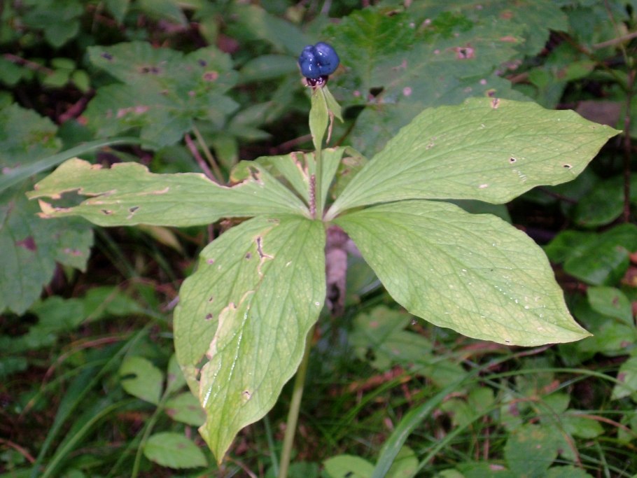 Белена ядовитое растение