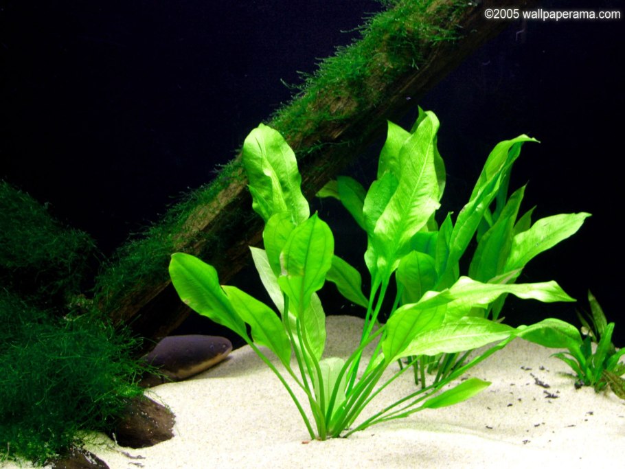Эхинодорус Шлютера Echinodorus schlueteri