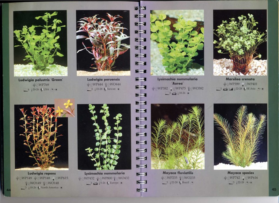 Myriophyllum elatinoides