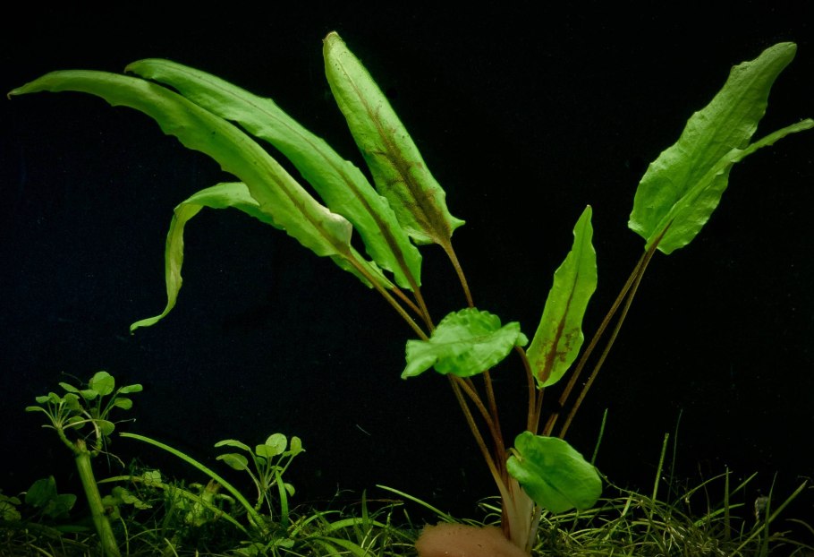 Криптокорина балансе (Cryptocoryne balansae)