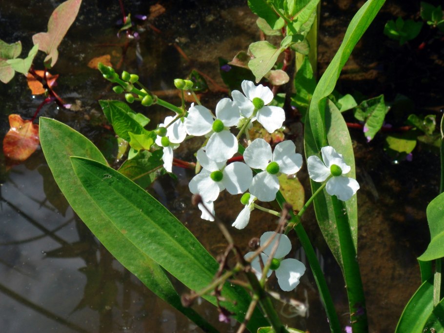 Flore pleno стрелолист