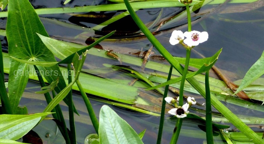 Стрелолист Ламарк