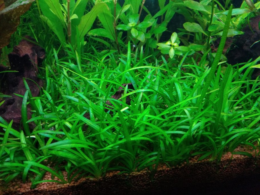 Стрелолист широколистный Sagittaria latifolia