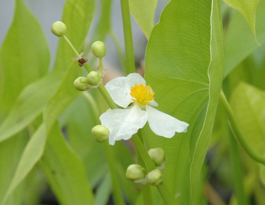 Стрелолист стрелолистный