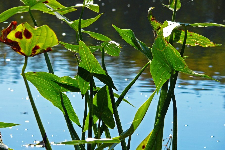 Стрелолист Sagittaria sagittifolia