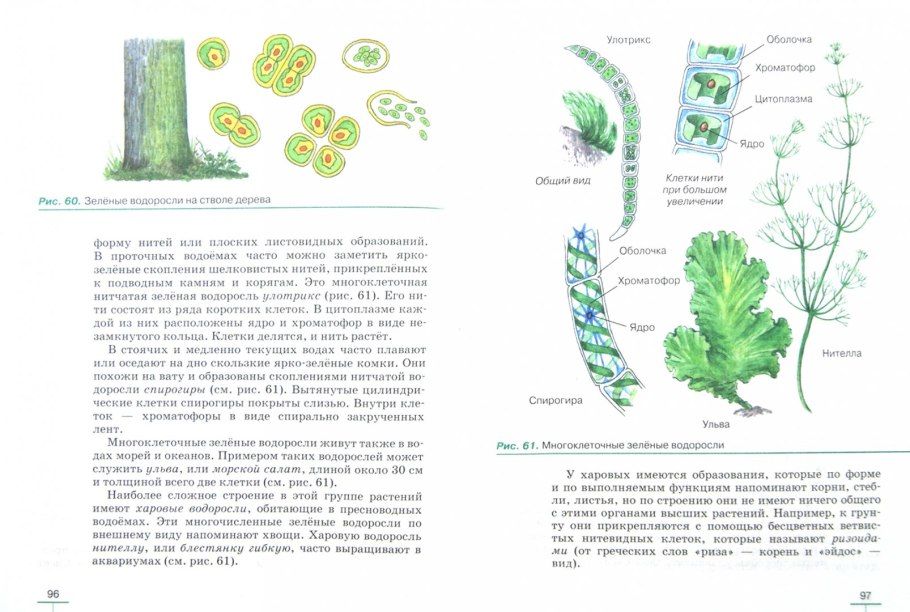 Нитчатая водоросль спирогира
