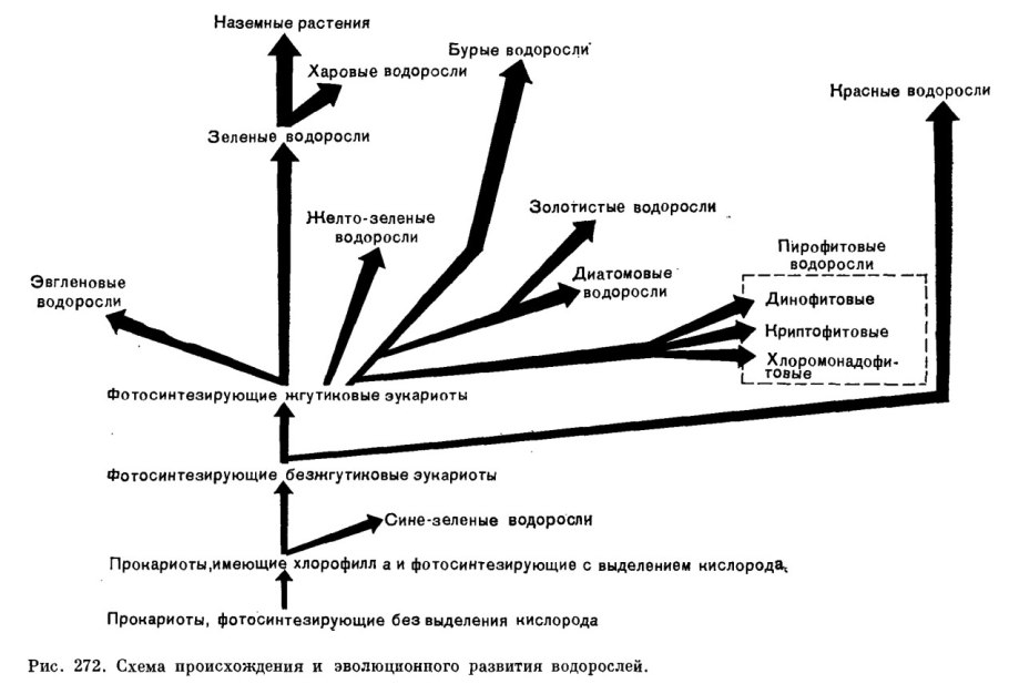 Примеры ароморфоза у растений