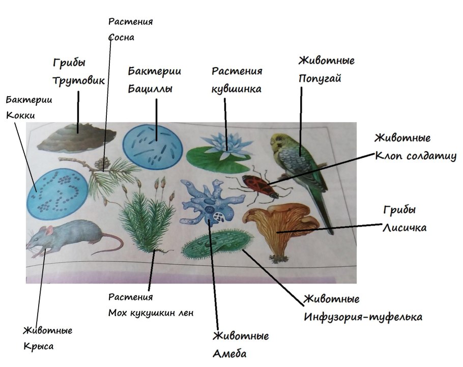 Цикл покрытосеменных схема