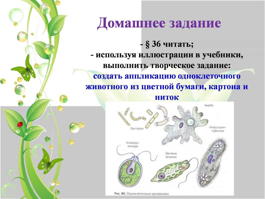 Зелёные водоросли отделы растений